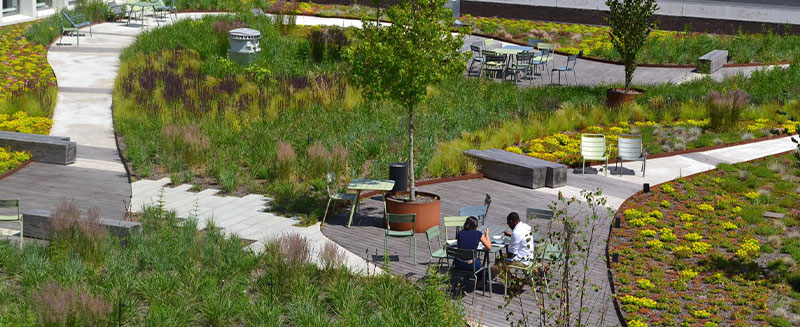 Biodiverse Flower rich Planting to Amenity Spaces